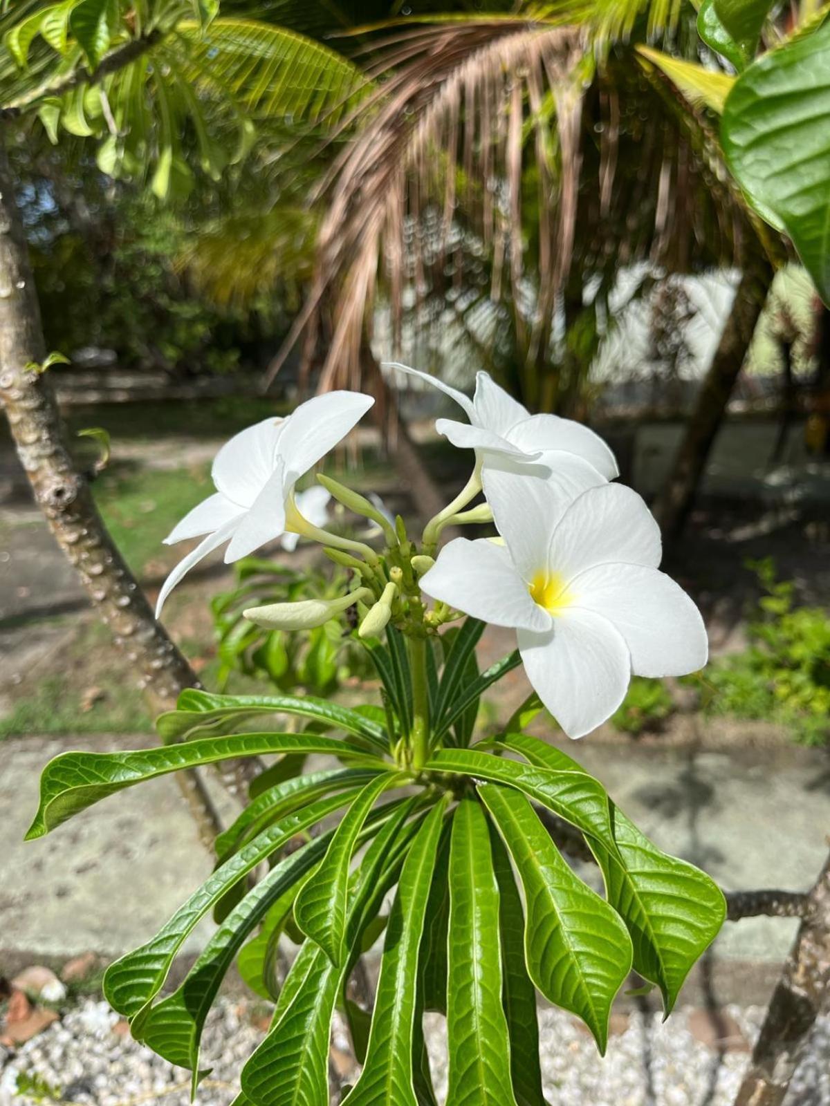 Ecolodge Batel Alagoas Coruripe Exterior photo