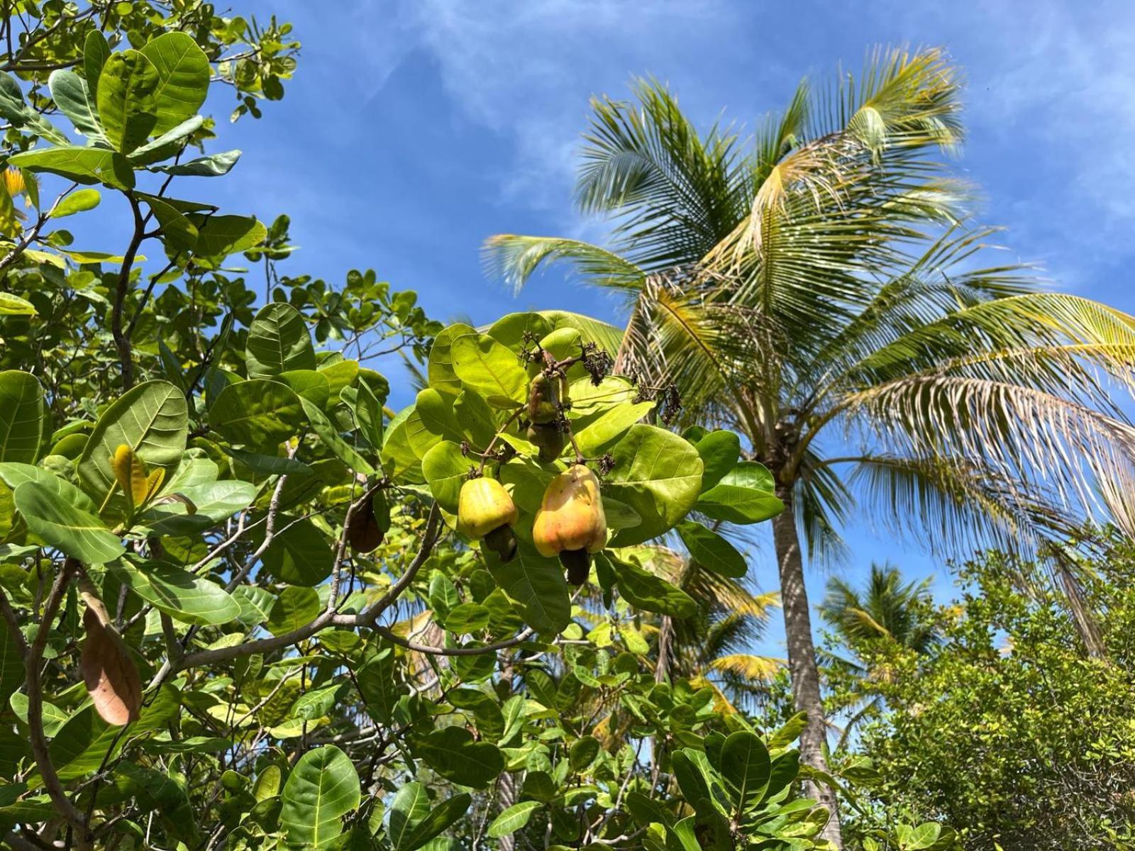 Ecolodge Batel Alagoas Coruripe Exterior photo